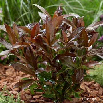 Viburnum odoratissimum Coppertop - Viburno