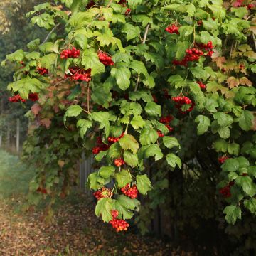 Viburnum opulus Tajożnyje Rubiny