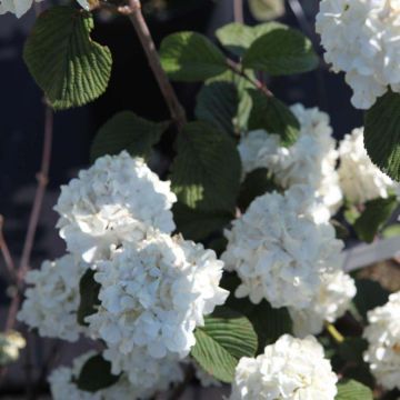 Viburnum plicatum Grandiflorum Noble - Viburno de China