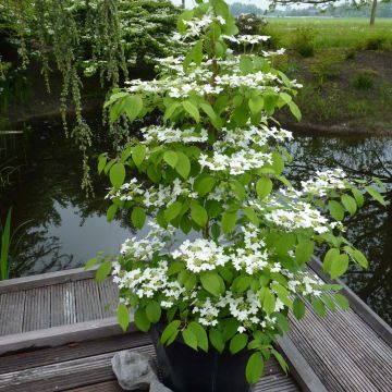 Viburnum plicatum Kilimanjaro - Viburno de China