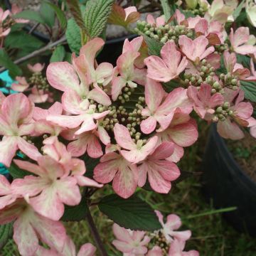 Viburnum plicatum f. tomentosum Molly Schroeder - Viburno de China