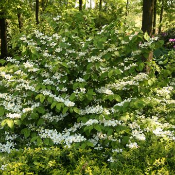 Viorne de Chine - Viburnum plicatum St Keverne