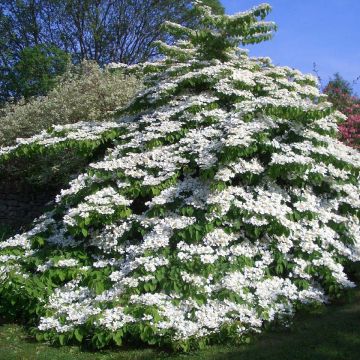 Viburnum plicatum Tomentosum - Viburno de China