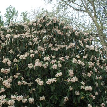 Viburnum rhytidophyllum - Viburno