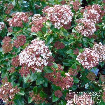 Viburnum tinus Gwenllian - Durillo