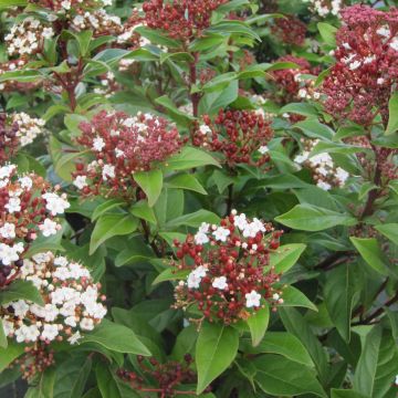 Viburnum tinus Lisarose - Durillo