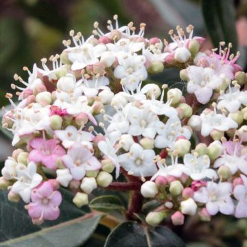 Viburnum tinus Spirit - Durillo