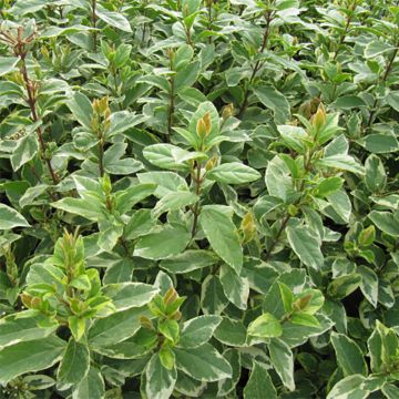 Viburnum tinus Variegatum - Durillo