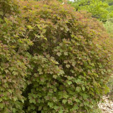 Viburnum trilobum Bailey Compact - Viburno