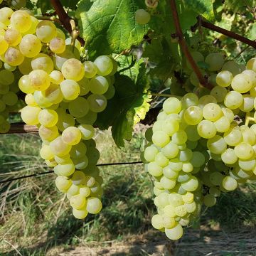 Vid Chasselas De Fontainebleau