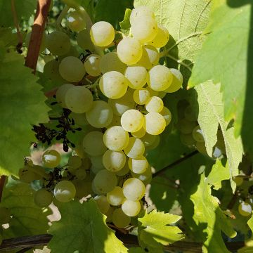 Vid Chasselas Cioutat