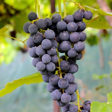 Vid Muscat Rouge de Madère