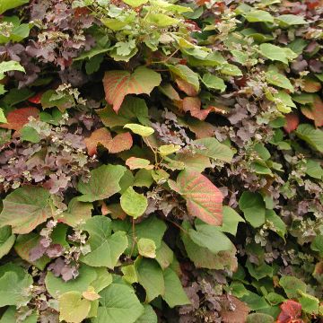 Vitis coignetiae Sunning Dale - Viña ornamental