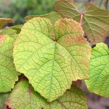 Vid - Vitis riparia