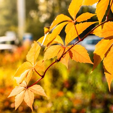 Parthenocissus quinquefolia Yellow Wall - Parra virgen