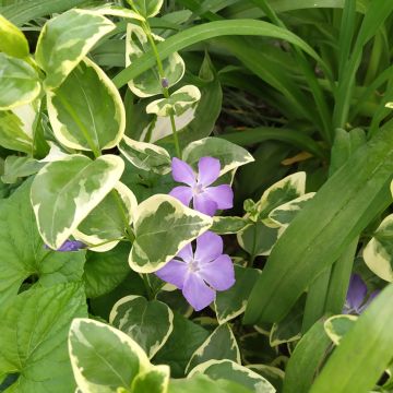 Vinca major Variegata - Hierba doncella