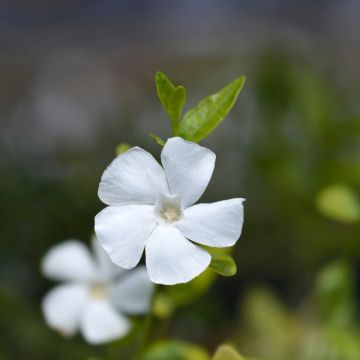 Vinca minor Elisa