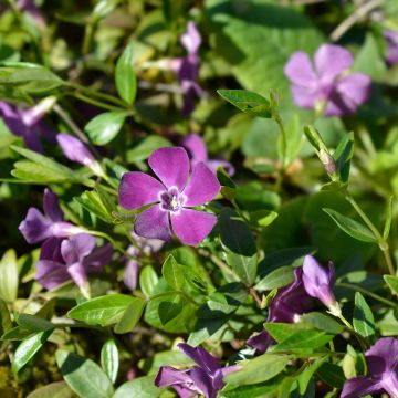 Vinca minor Atropurpurea