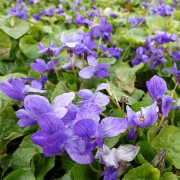 Viola odorata Königin Charlotte - Violeta