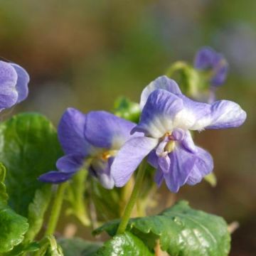 Viola suavis Parme de Toulouse - Violeta