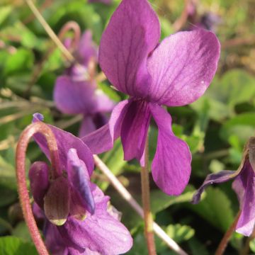 Viola odorata Red Charm - Violeta