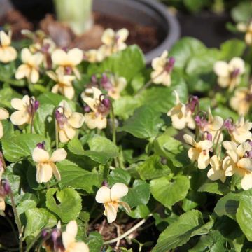 Viola odorata Vanilla - Violeta