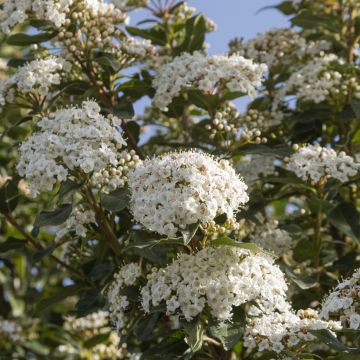 Durillo - Viburnum tinus