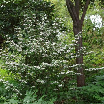 Viburnum plicatum Kilimanjaro Sunrise - Viburno de China