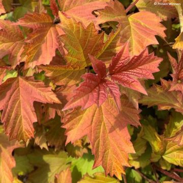 Viburnum opulus Oh Canada