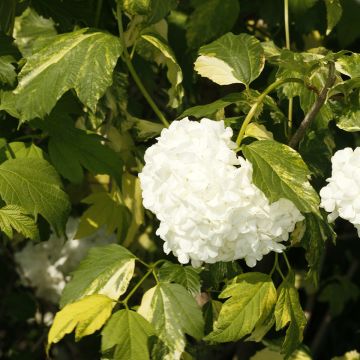 Viburnum opulus Pechcin