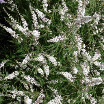 Vitex agnus-castus Silver Spire - Sauzgatillo