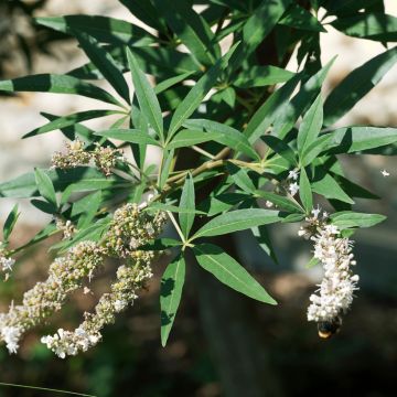 Vitex agnus-castus Albus - Sauzgatillo