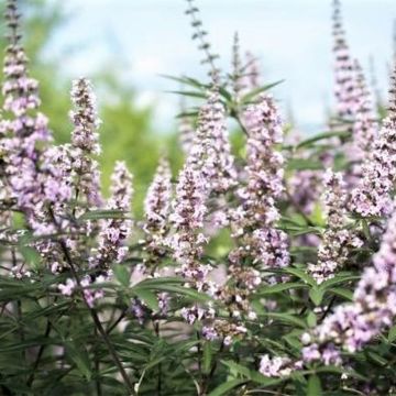 Vitex agnus-castus Galactic Pink - Sauzgatillo