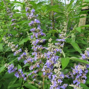 Vitex agnus-castus Magical Summertime Blues - Sauzgatillo