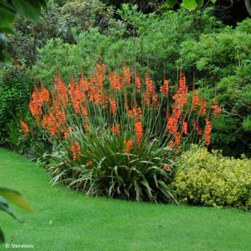 Watsonia gigantea