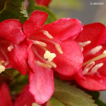 Weigela Nain rouge - Veigela