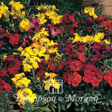 Erysimum cheiri Tom Thumb Mixed - Alhelí