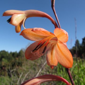 Watsonia meriana