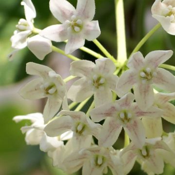 Wattakaka sinensis Variegata - Dregean de China