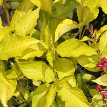 Weigela Briant Rubidor Olympiade - Veigela