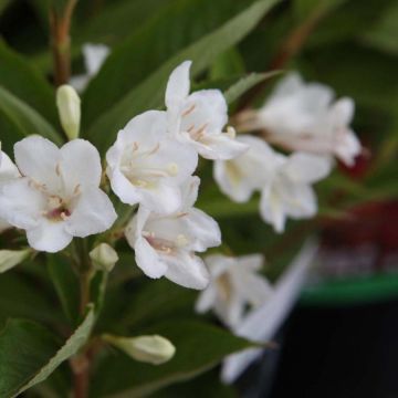 Weigela Candida - Veigela