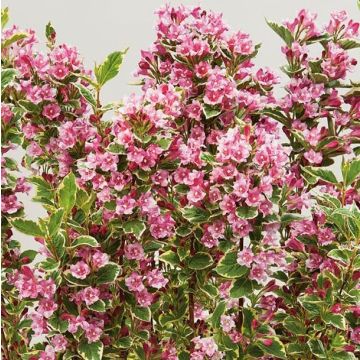 Weigela Kosteriana Variegata - Veigela