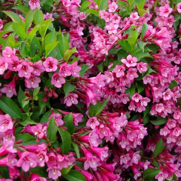 Weigela Rumba - Veigela