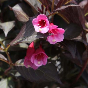 Weigela Alexandra - Veigela