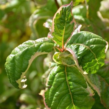 Weigela florida Caricature