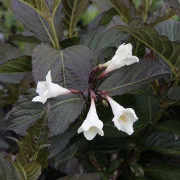 Weigela Ebony and Ivory - Veigela