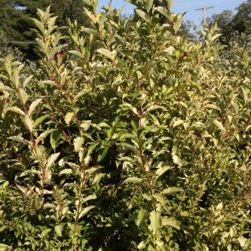 Weigela florida Ghost