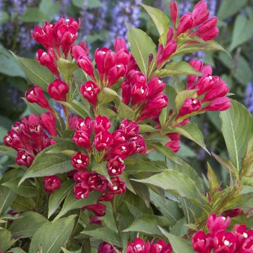 Weigela All Summer Red - Veigela