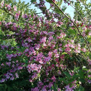 Weigela Stelzneri - Veigela