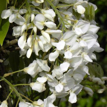 Wisteria venusta - Glicina japonesa